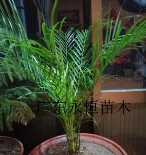 美丽针葵（揭秘美丽针葵的寓意与传承）