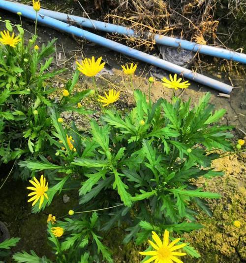 以木春菊的寓意（唤醒内心的力量，追寻自我成长之路）