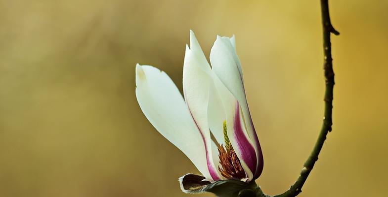 木兰花之美——花开如梦（倾听木兰花的花语，感受自然之美）