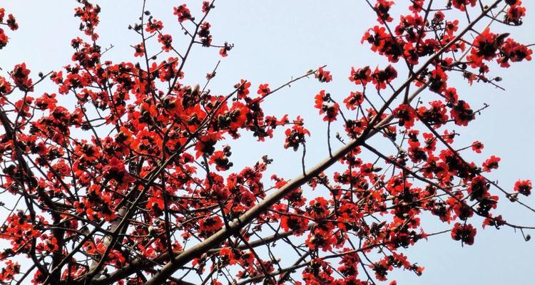 木棉花（探寻木棉花的花语与意义）