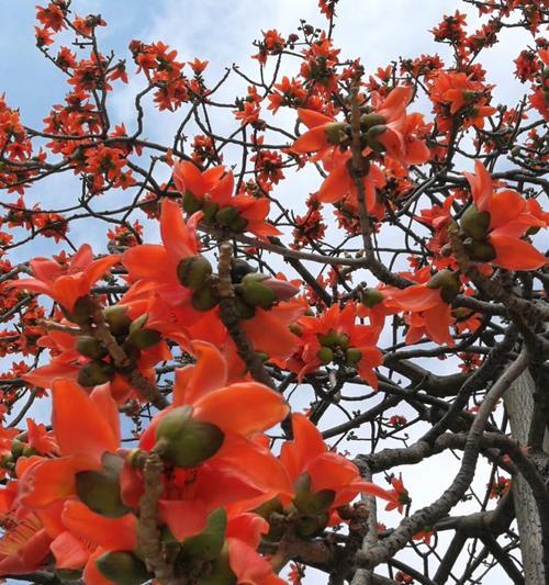 木棉花（探寻木棉花的花语与意义）