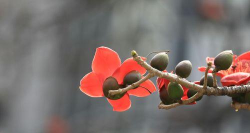 木棉花的寓意与象征（探秘木棉花的象征意义与文化内涵）