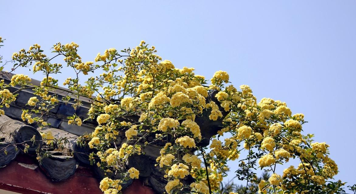 木香花的花语——寄托思念和友情（木香花的花语及其象征意义，让我们用花语表达情感）