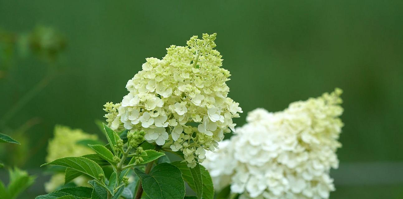 以木绣球的花语（赏析以木绣球的花语及其文化内涵）