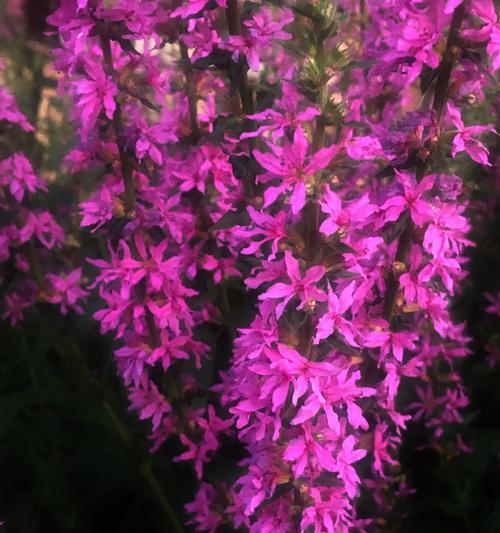 千屈菜花语——坚韧不拔的生命之花（探寻千屈菜的花语，传递生命的力量）