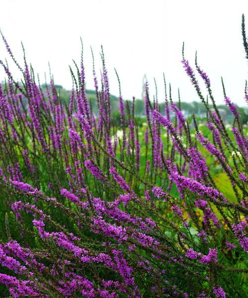 千屈菜花语——坚韧不拔的生命之花（探寻千屈菜的花语，传递生命的力量）