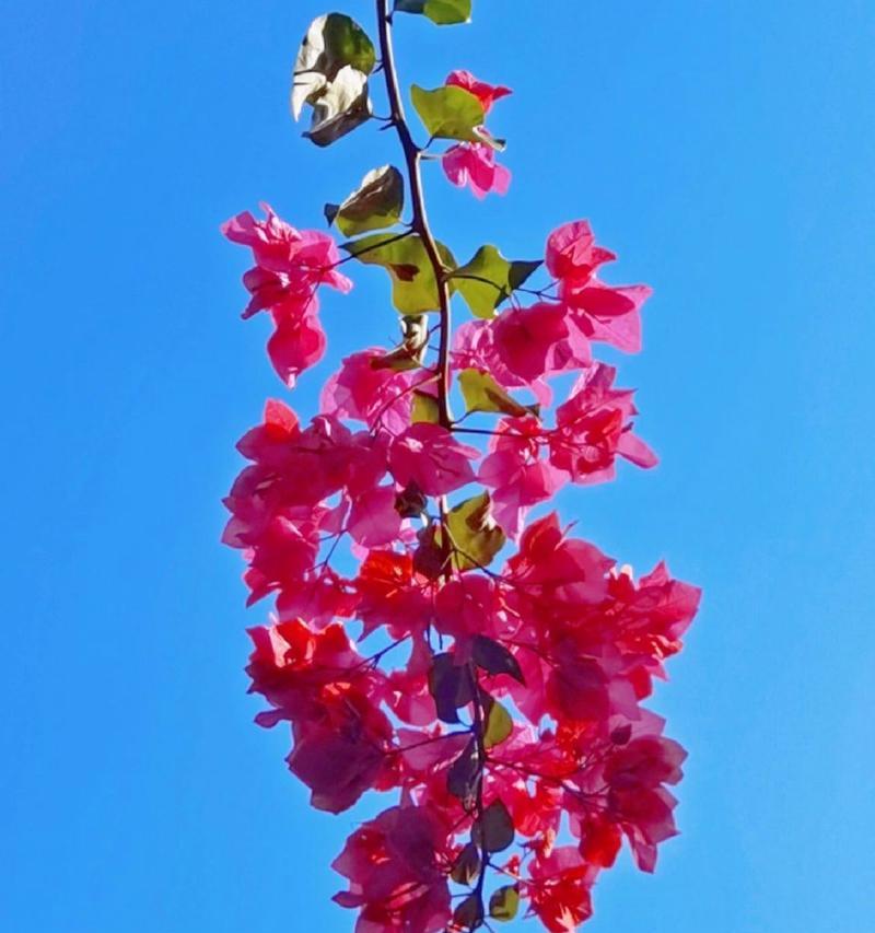 三角梅花语大全（解读三角梅花的花语和文化背景，欣赏多彩的品种和色彩）