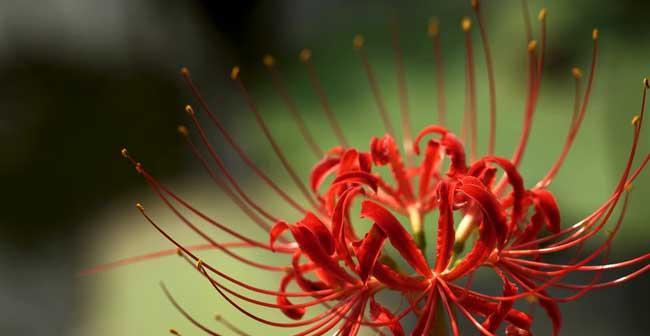 双生花之花语（双生花传递的花语和象征意义）