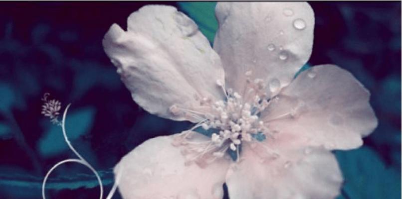 水晶花的花语及其寓意（探寻水晶花的神秘之美）