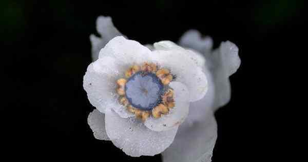 水晶兰的花语与美丽秘密（揭开水晶兰花语之谜，品味自然的神秘魅力）
