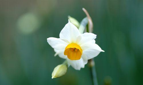 水仙花（寓意优雅、自尊与希望的水仙花）