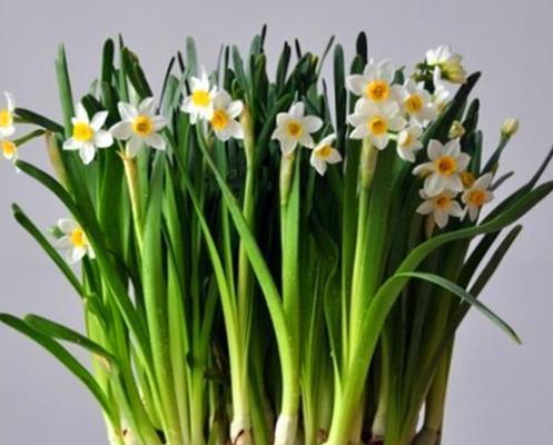 水仙花（寓意优雅、自尊与希望的水仙花）