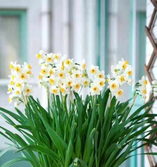 水仙花（寓意优雅、自尊与希望的水仙花）
