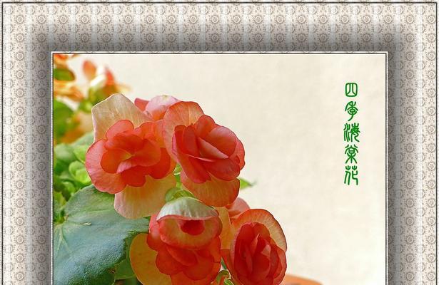 四季海棠（探究四季海棠的美丽寓意及象征力）
