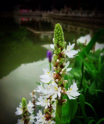 梭鱼草花语（探索梭鱼草的花语，感悟生命的力量与美丽）