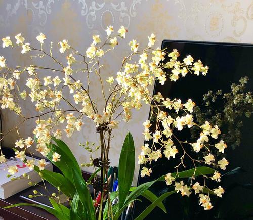跳舞兰的花语与寓意（探索跳舞兰的情感表达和象征意义）