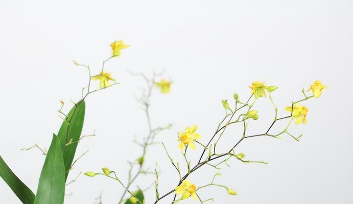 跳舞兰的花语与寓意（探索跳舞兰的情感表达和象征意义）