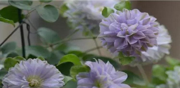 铁线莲的花语之美（诠释铁线莲花所传递的美好寓意）