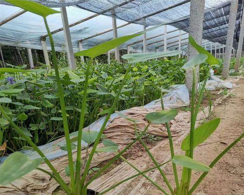 解析以挺水植物的意义和作用（探索以挺水植物的保护与利用）