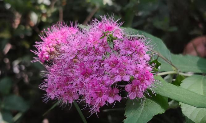 线叶绣线菊花语之美——花开的诗意（线叶绣线菊花语的深意与传承）