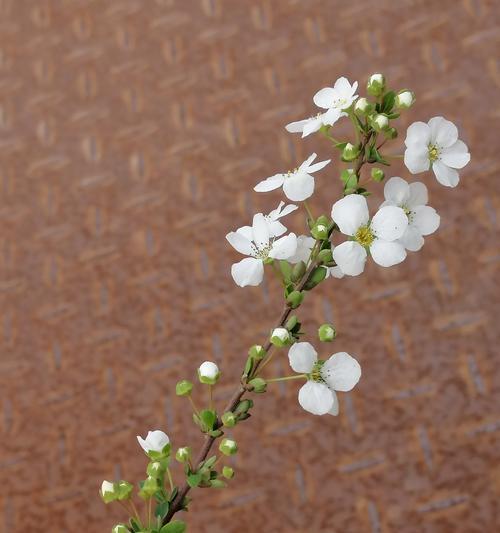 线叶绣线菊花语之美——花开的诗意（线叶绣线菊花语的深意与传承）