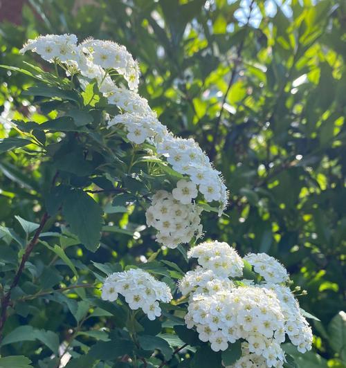 线叶绣线菊花语之美——花开的诗意（线叶绣线菊花语的深意与传承）