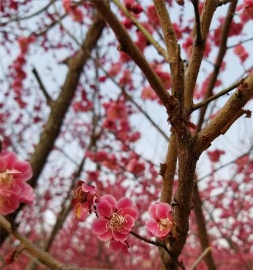 相思梅的花语与意义（揭开相思梅花语的神秘面纱）