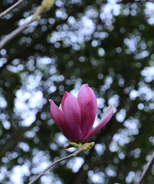 辛夷花的花语及其象征意义（传递希望与坚毅的辛夷花）