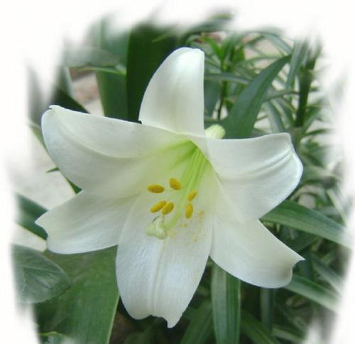 探索亚洲百合花的花语奥秘（亚洲百合花语的象征意义与文化传承）