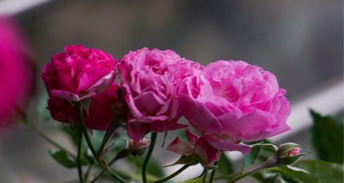 野蔷薇的花语之美丽与坚强（探寻野蔷薇的花语之美，感受它的坚强与魅力）