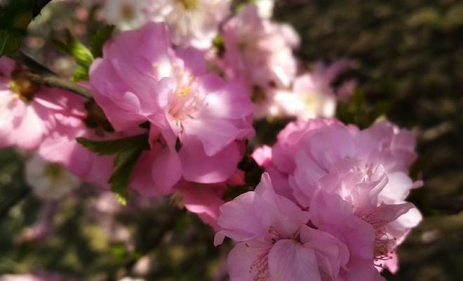 以榆叶梅花语传递的美好寓意（榆叶梅的花语及象征意义）