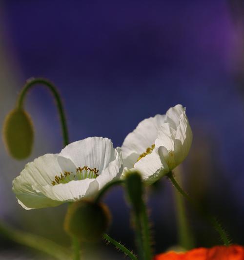 虞美人的花语（揭示虞美人花语的真正含义）