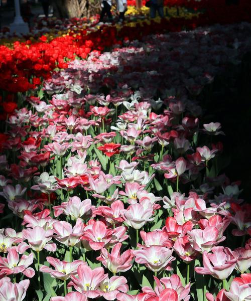 郁金樱的花语——希望与美丽（探索郁金樱花所传达的深层含义与象征）