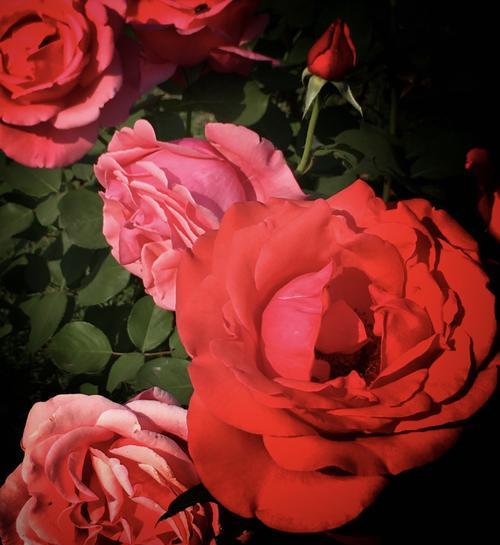 月季花的花语和寓意——绽放爱与美的象征（赋予生活情感和希望的花朵之语）