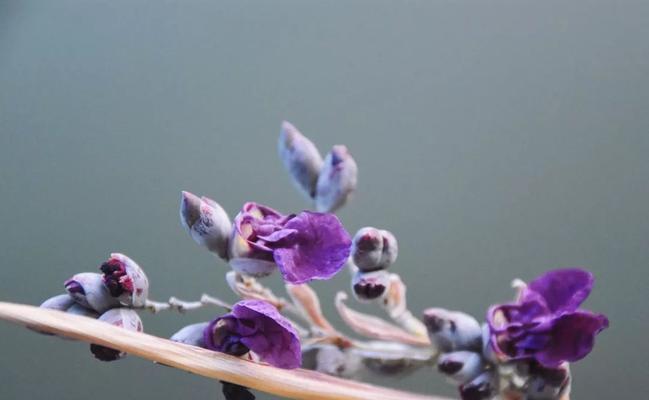 以再力花的花语—美丽与坚韧并存（再力花花语解读与鉴赏）