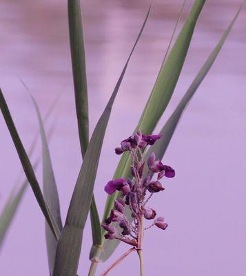 以再力花的花语—美丽与坚韧并存（再力花花语解读与鉴赏）