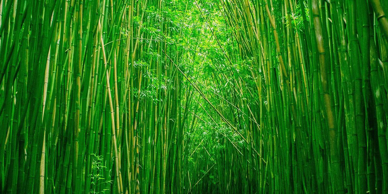 竹子的象征意义与价值（从坚韧不屈到谦逊纯粹，揭开竹子的隐含哲理）
