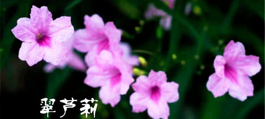 紫花翠芦莉的花语与美丽传说（神秘花朵的象征意义和传承故事）