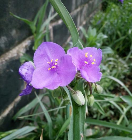 紫露草的花语与寓意（以花语诠释自然之美）