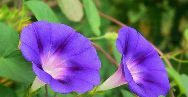 紫色三叶草的花语——祈愿、幸运与希望（探索紫色三叶草的花语，寻找幸运与希望的象征）