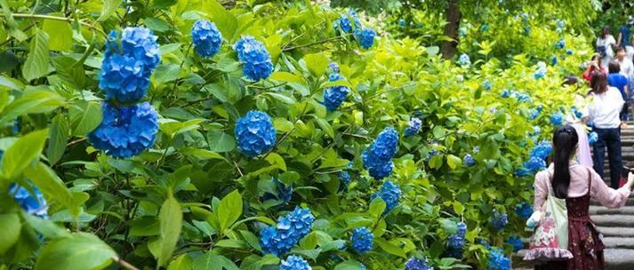 花的花语及其意义（解读花，传递爱与希望的花语）