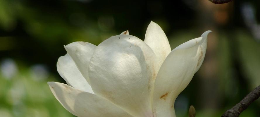 紫玉兰花语解读与传达（深情绽放的紫玉兰，意蕴悠远的花语）