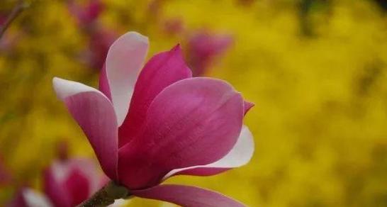 紫玉兰花语解读与传达（深情绽放的紫玉兰，意蕴悠远的花语）