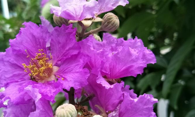 紫薇花的寓意与作用（美丽花朵背后的意义和功效）