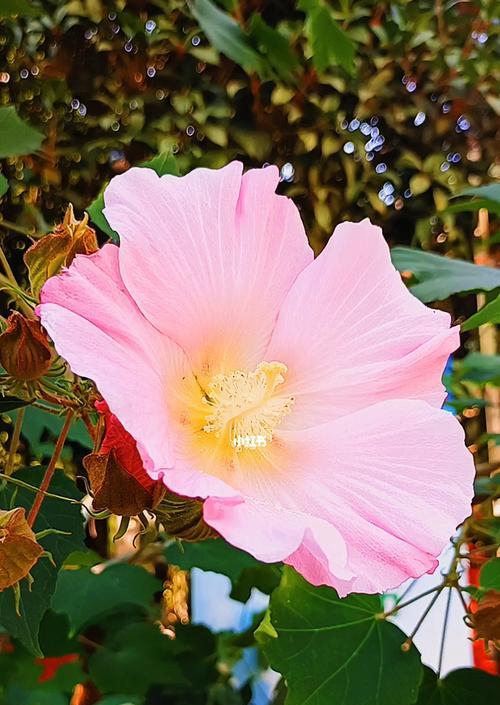 芙蓉的花语——美丽与坚韧并存（一朵花中的力量与温柔）