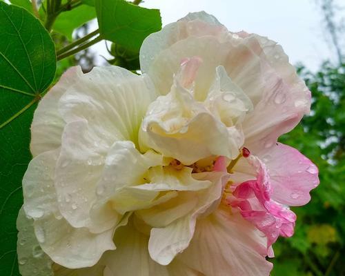 芙蓉的花语——美丽与坚韧并存（一朵花中的力量与温柔）