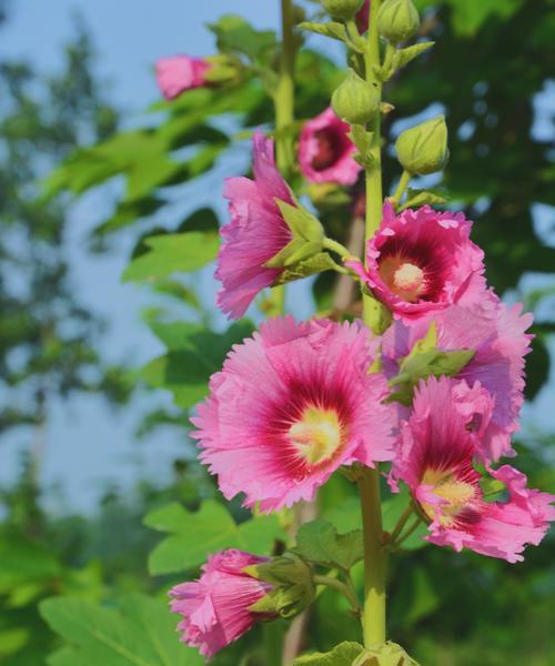 芙蓉花的花语与意义（探索芙蓉花所传达的情感与象征）