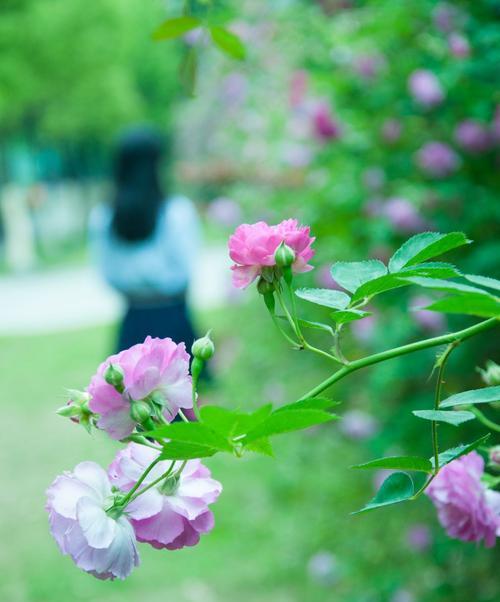 荼蘼花的花语及其象征意义（探索荼蘼花的美丽与深意）