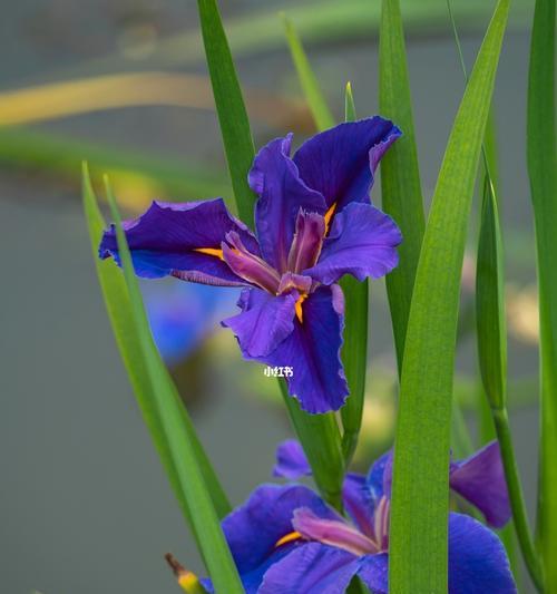 菖蒲的象征与寓意——古代文化中的神奇之花（唤起思念与纯洁之象征，菖蒲的传世之美）