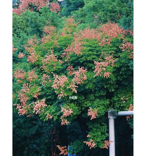 栾树的花语是什么？（探寻栾树花的深意）